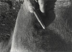 This is the entry wound on a wildebeeste caused by a soft point bullet fired from a .375 Weatherby Magnum. Note that the entry is mostly circular, indicating that the long axis of the bullet was nearly perpendicular to this part of the animal’s hide at the moment of impact. Also note that the skin stretched and some hair was burned off by the passage of the bullet. Lastly, note that there is zero blood or flesh coming back out through the entry. This is normal due to the stretching and shifting of the skin, of the subcutaneous fat layer and of the various layers of musculature. This bullet went through the rib cage and into the left lung. The animal bled heavily out the nose and mouth but still nothing in the entry wound.