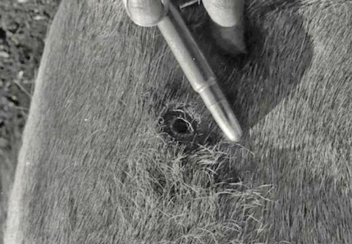 This is the entry wound on a wildebeeste caused by a soft point bullet fired from a .375 Weatherby Magnum. Note that the entry is mostly circular, indicating that the long axis of the bullet was nearly perpendicular to this part of the animal’s hide at the moment of impact. Also note that the skin stretched and some hair was burned off by the passage of the bullet. Lastly, note that there is zero blood or flesh coming back out through the entry. This is normal due to the stretching and shifting of the skin, of the subcutaneous fat layer and of the various layers of musculature. This bullet went through the rib cage and into the left lung. The animal bled heavily out the nose and mouth but still nothing in the entry wound.
